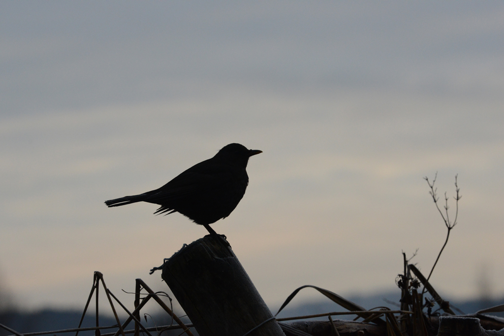 あけがらす　かぁ〜となき〜