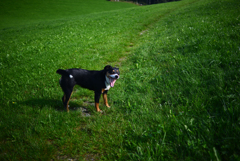 笑う犬