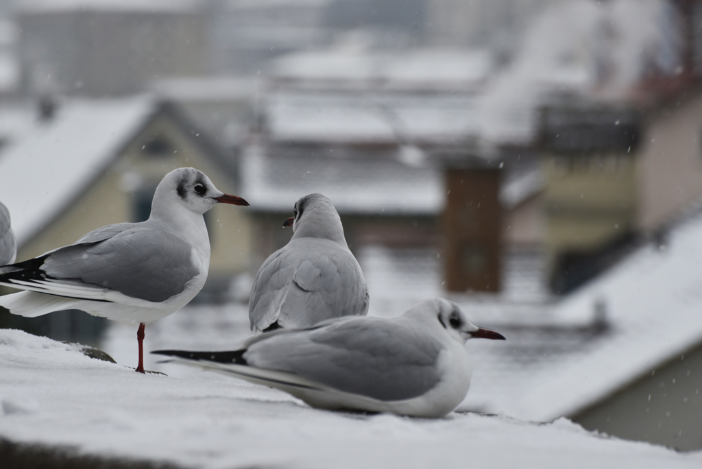 雪中のカモメ