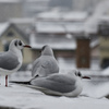 雪中のカモメ