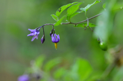 マルバノホロシ