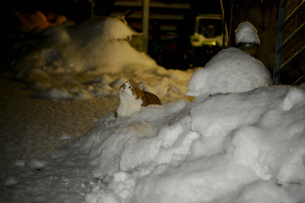 雪が降った。１