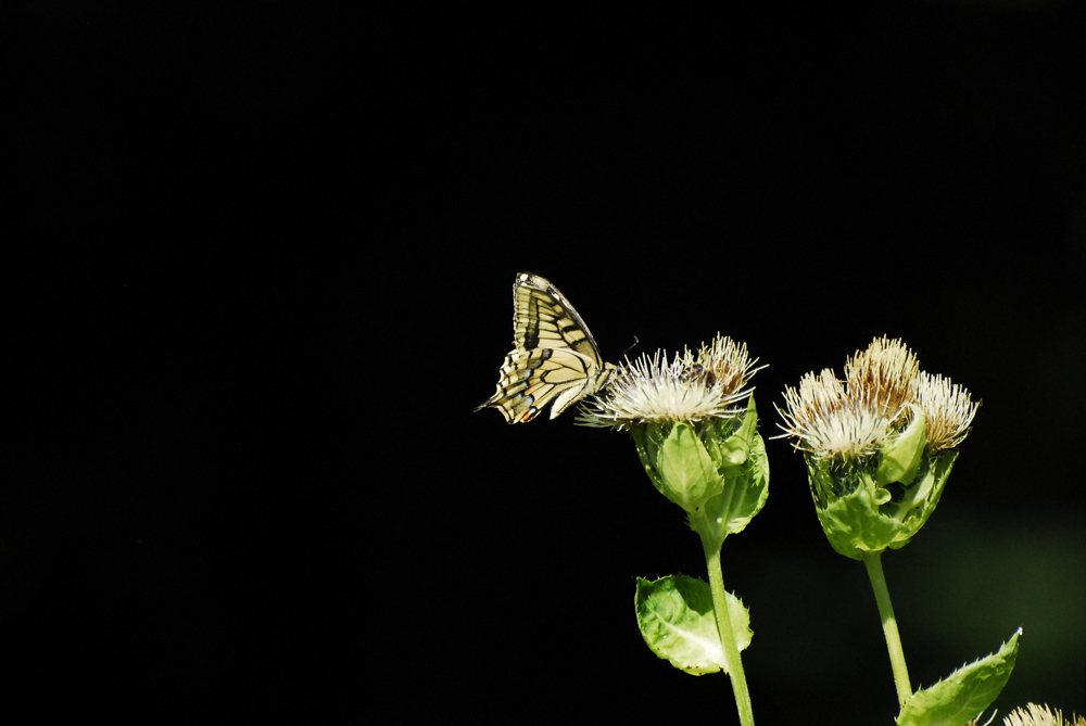 スイスのアゲハチョウ