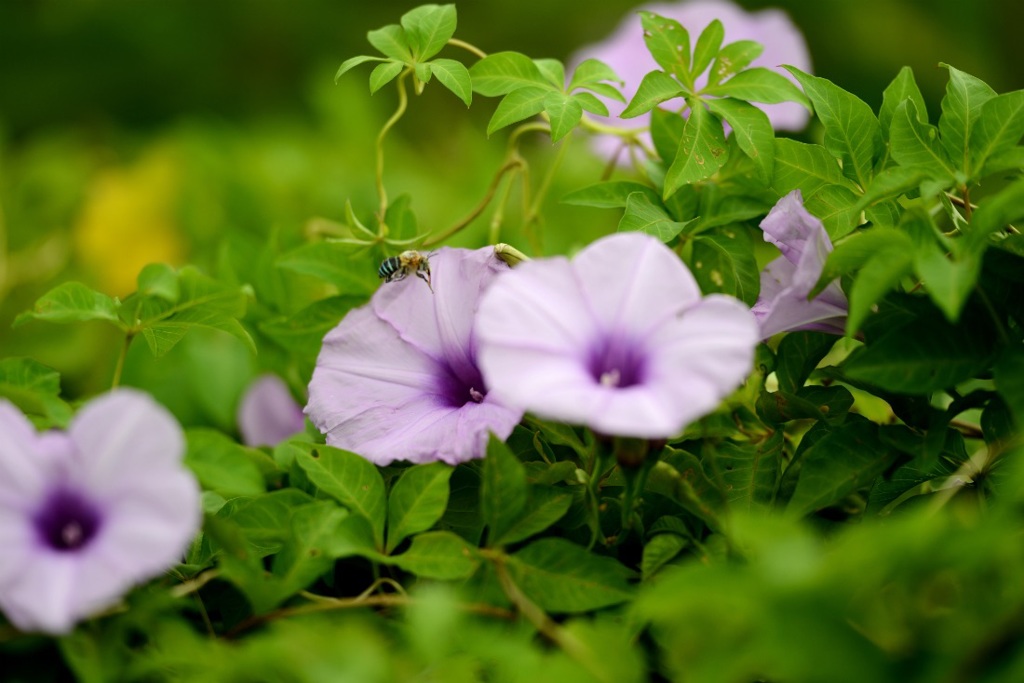 ミナミアオスジコシブトバチ 2