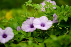 ミナミアオスジコシブトバチ 2