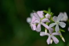 野の花