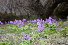 カタクリの花