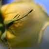 幸せの黄色いバラ　１