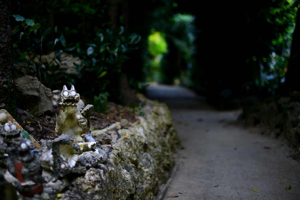 フクギの並木道4