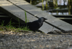 ニシコクマルガラス　２