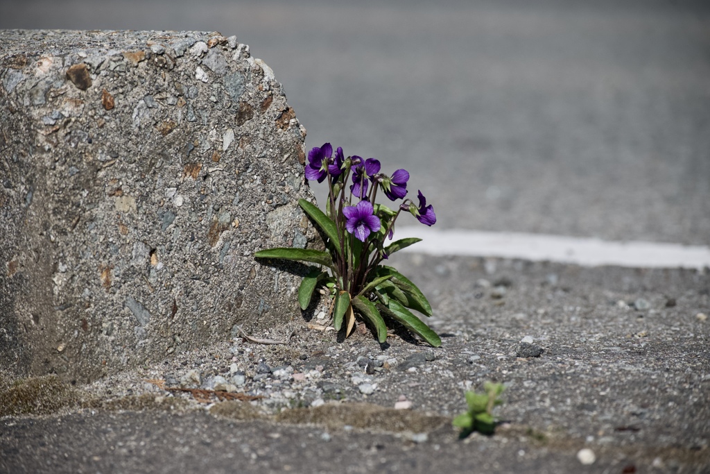 道路に咲く