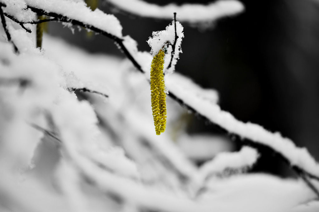 また雪１