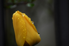 雨降り後の...３