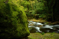苔むす岩