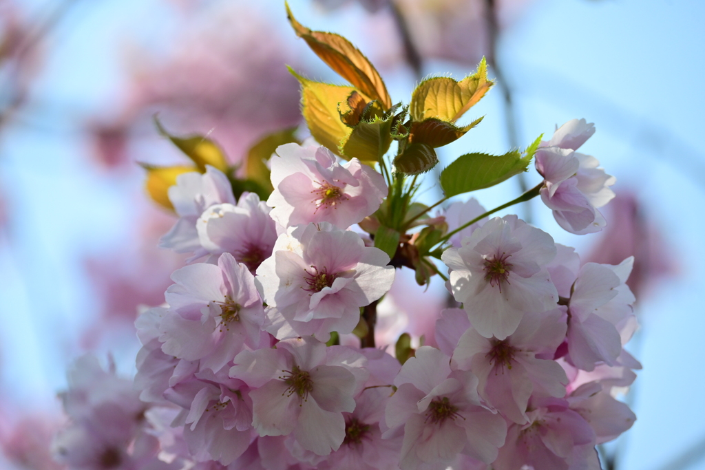 八重桜