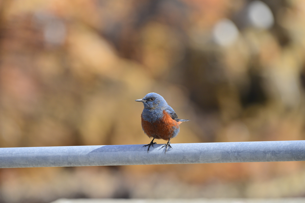 謎の鳥