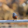 謎の鳥
