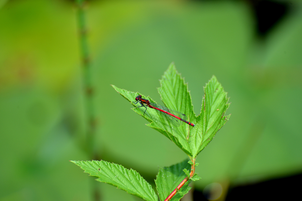 Trühe Adonisjungfer