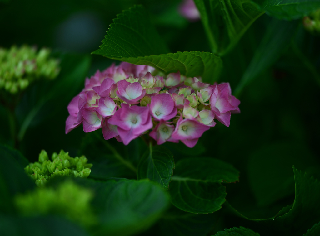 紫陽花
