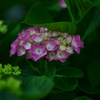 紫陽花