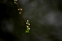 小さな花２
