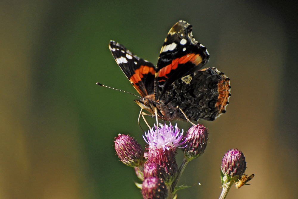ヒメアカタテハ