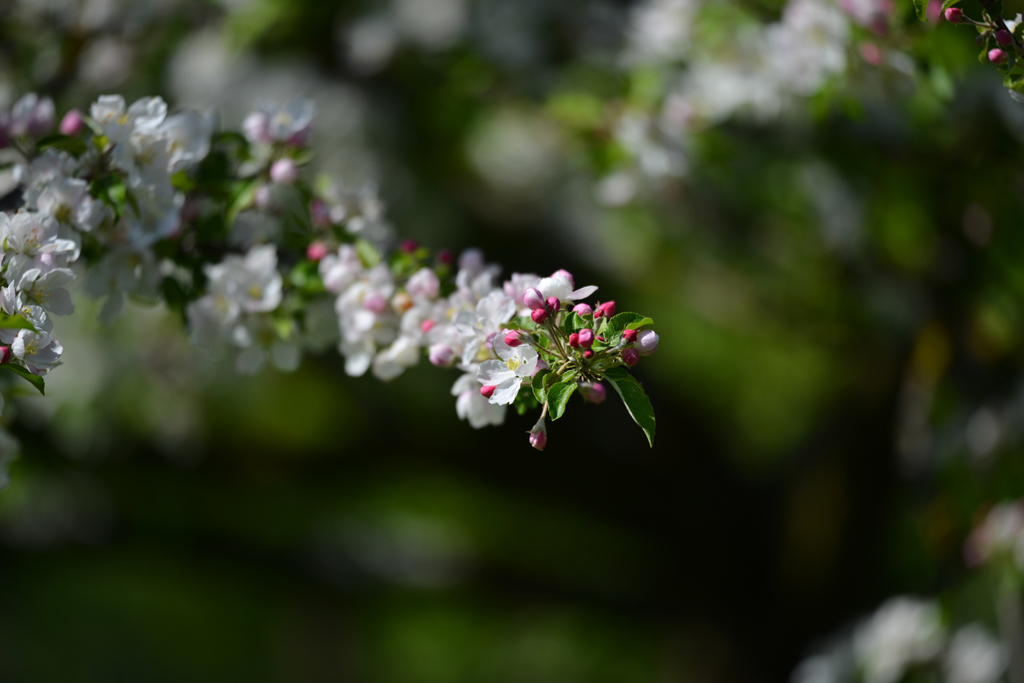 リンゴの花