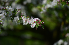 リンゴの花