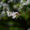リンゴの花