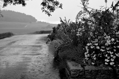雨