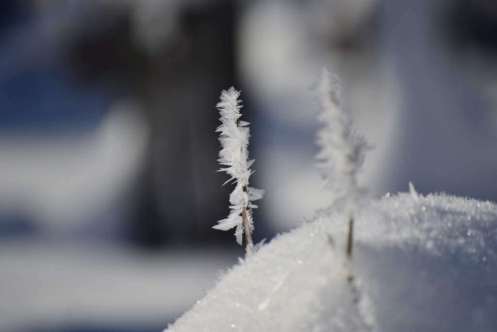 雪の花２
