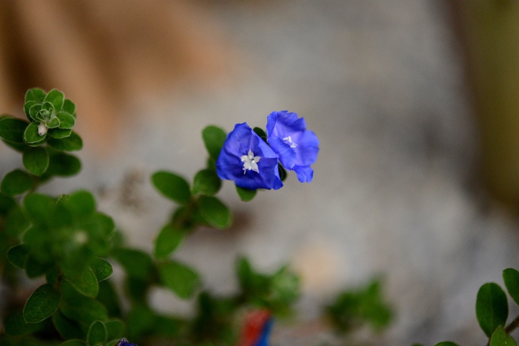 幸せの青い花