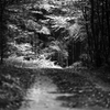 Der Weg 1
