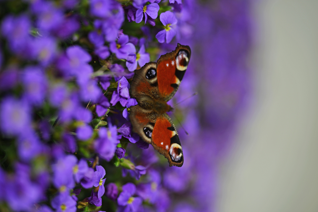 クジャクチョウ　１