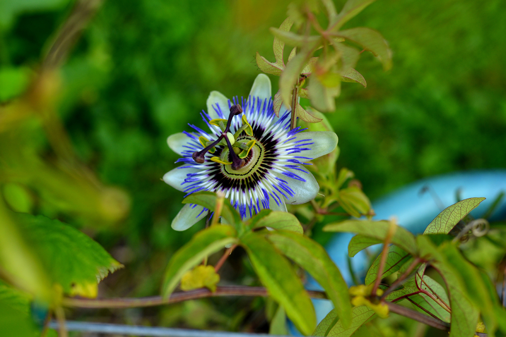 ご近所のお庭で２