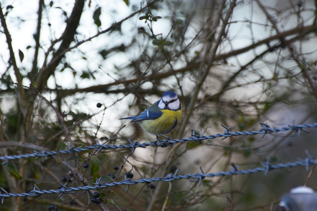 Blaumaise 2