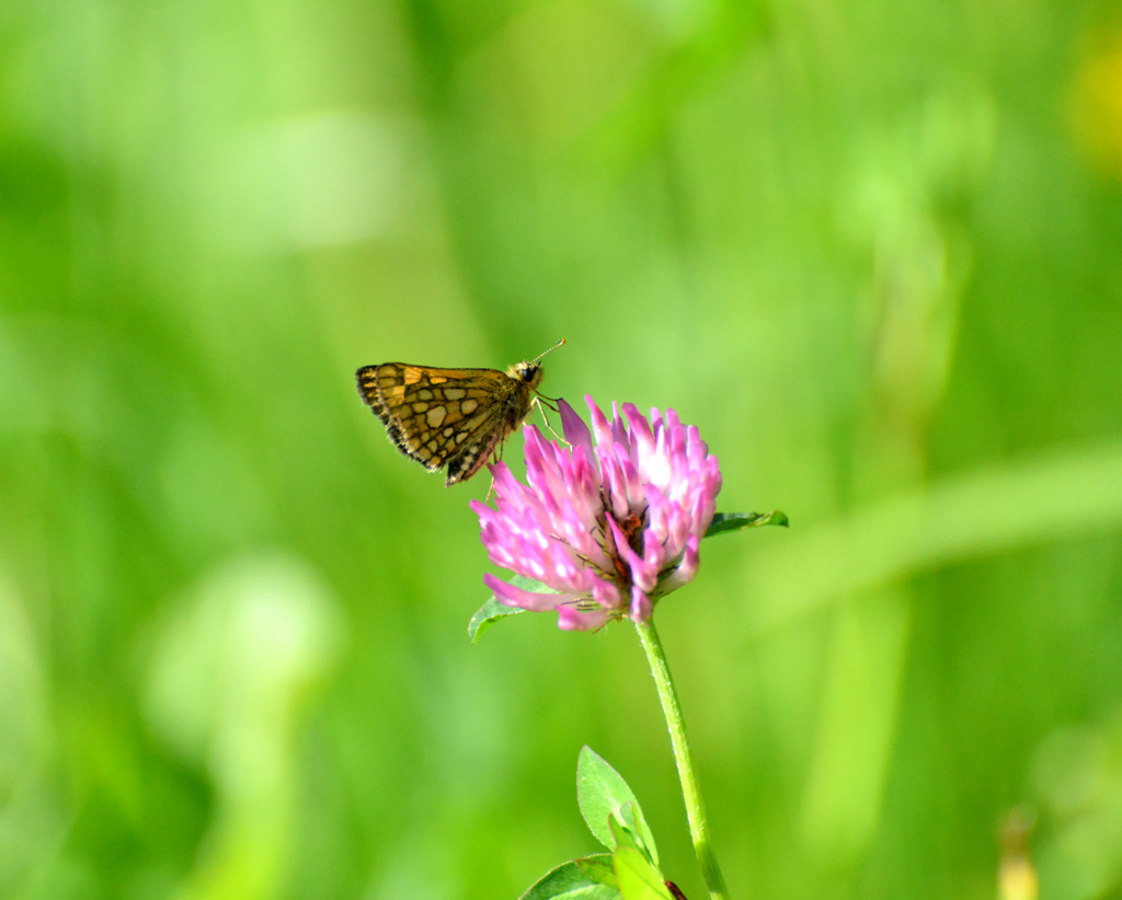 Roter Scheckenfalter 