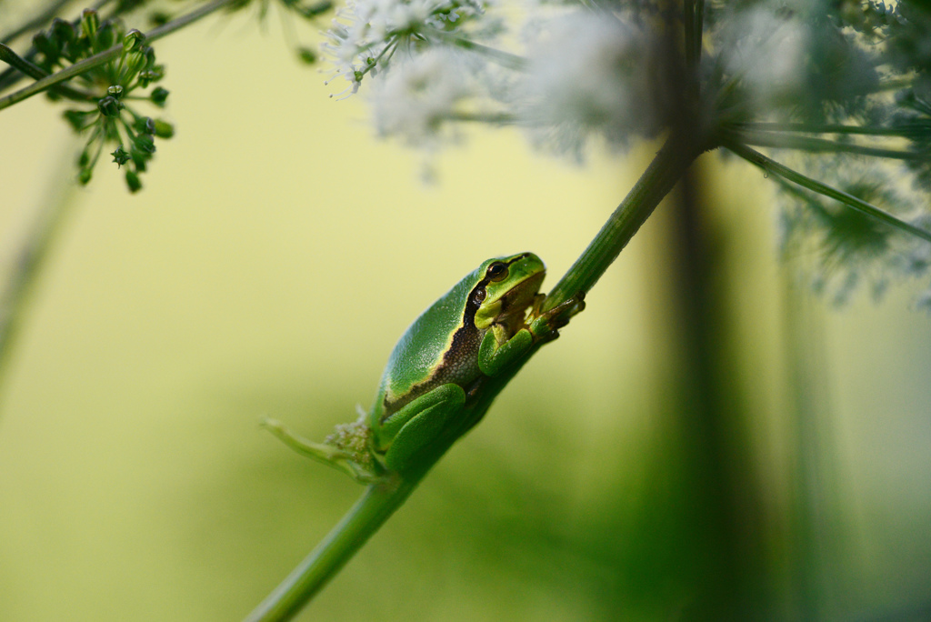 Europäischer Laubfrosch 2