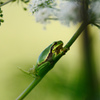 Europäischer Laubfrosch 2