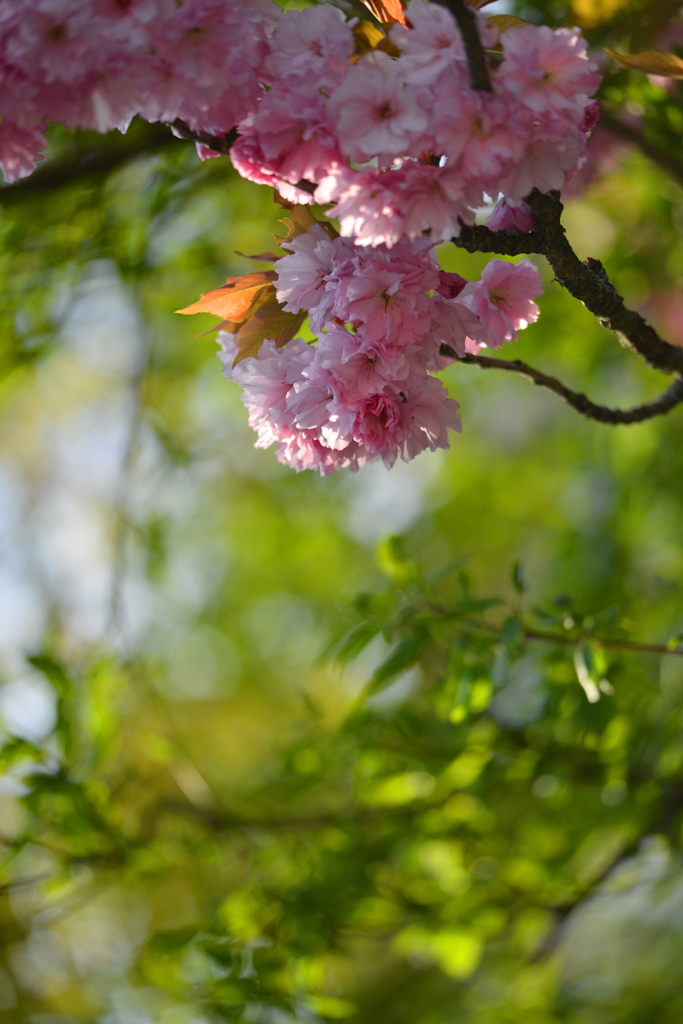 夕陽に輝く