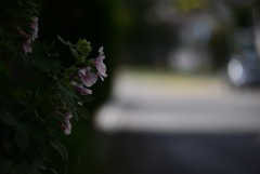芙蓉