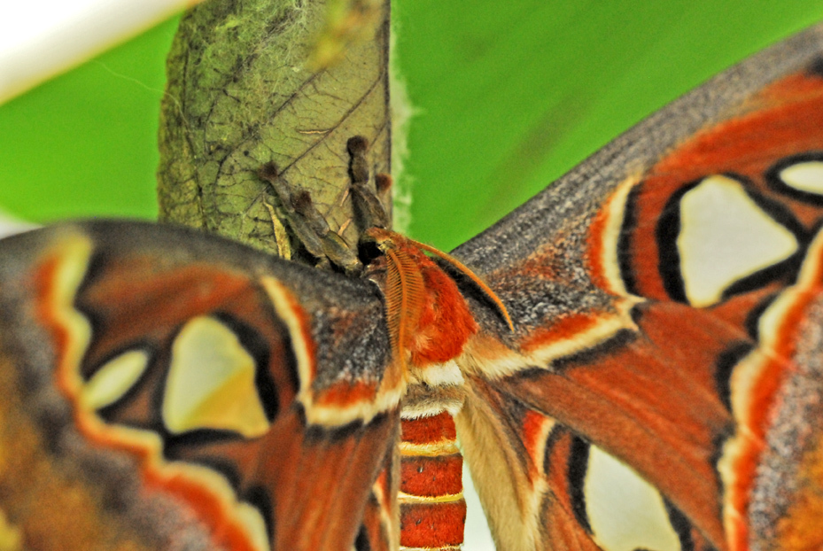 ガーデンセンターで続続