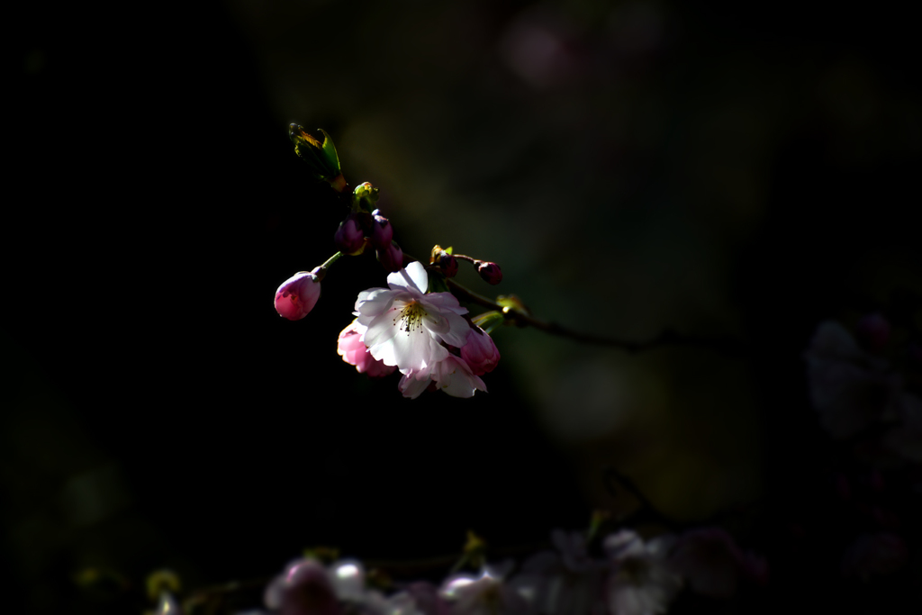 その輝き