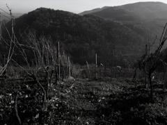 ライン川を見下ろして２