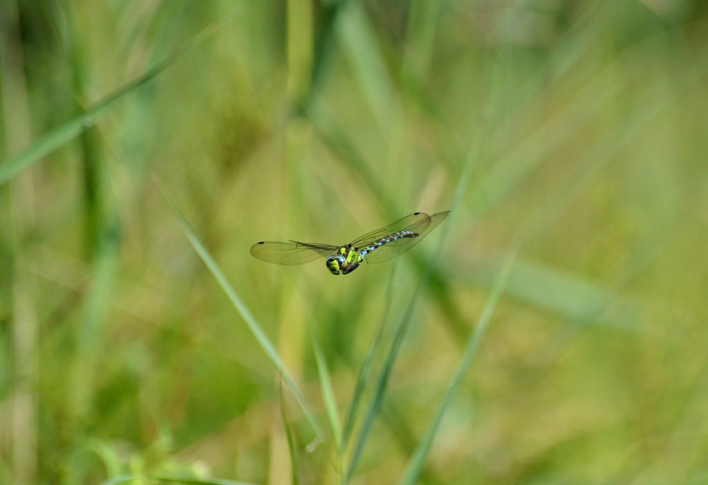 ルリボシヤンマ２