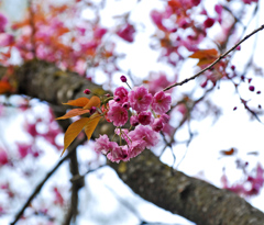 八重桜