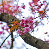 八重桜
