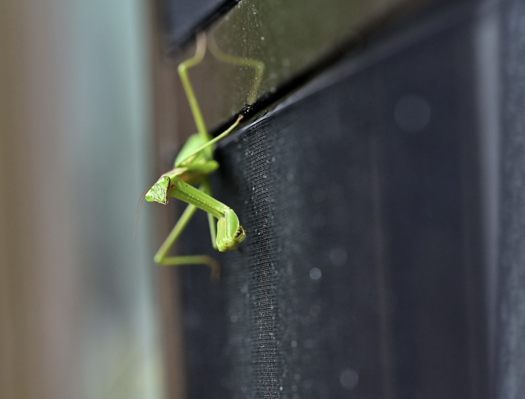 カマキリ