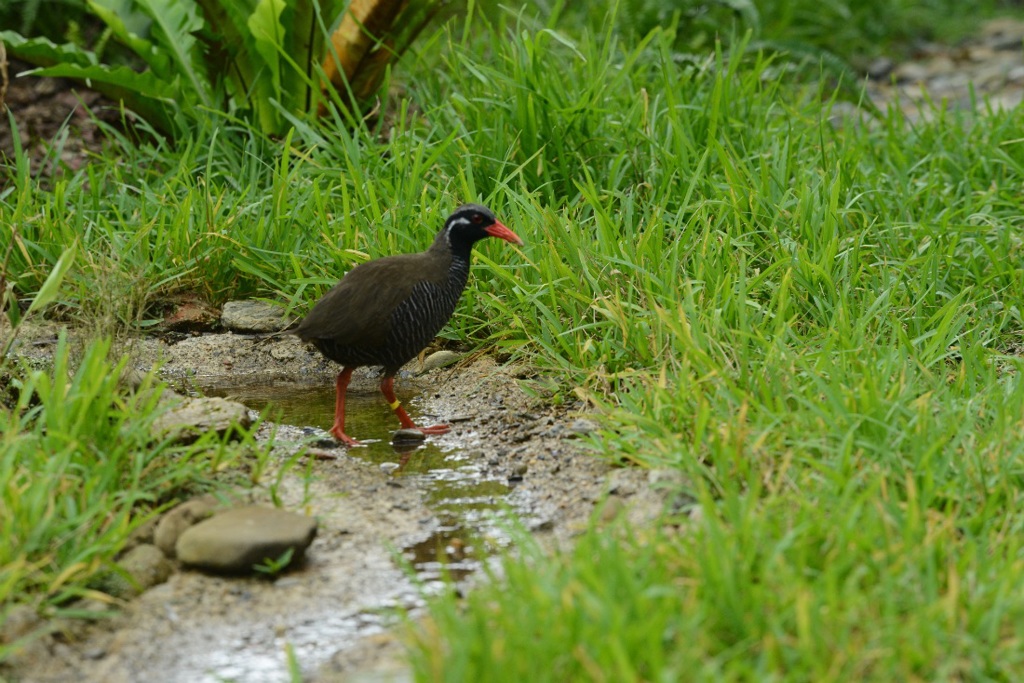ヤンバルクイナ