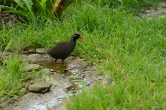 ヤンバルクイナ